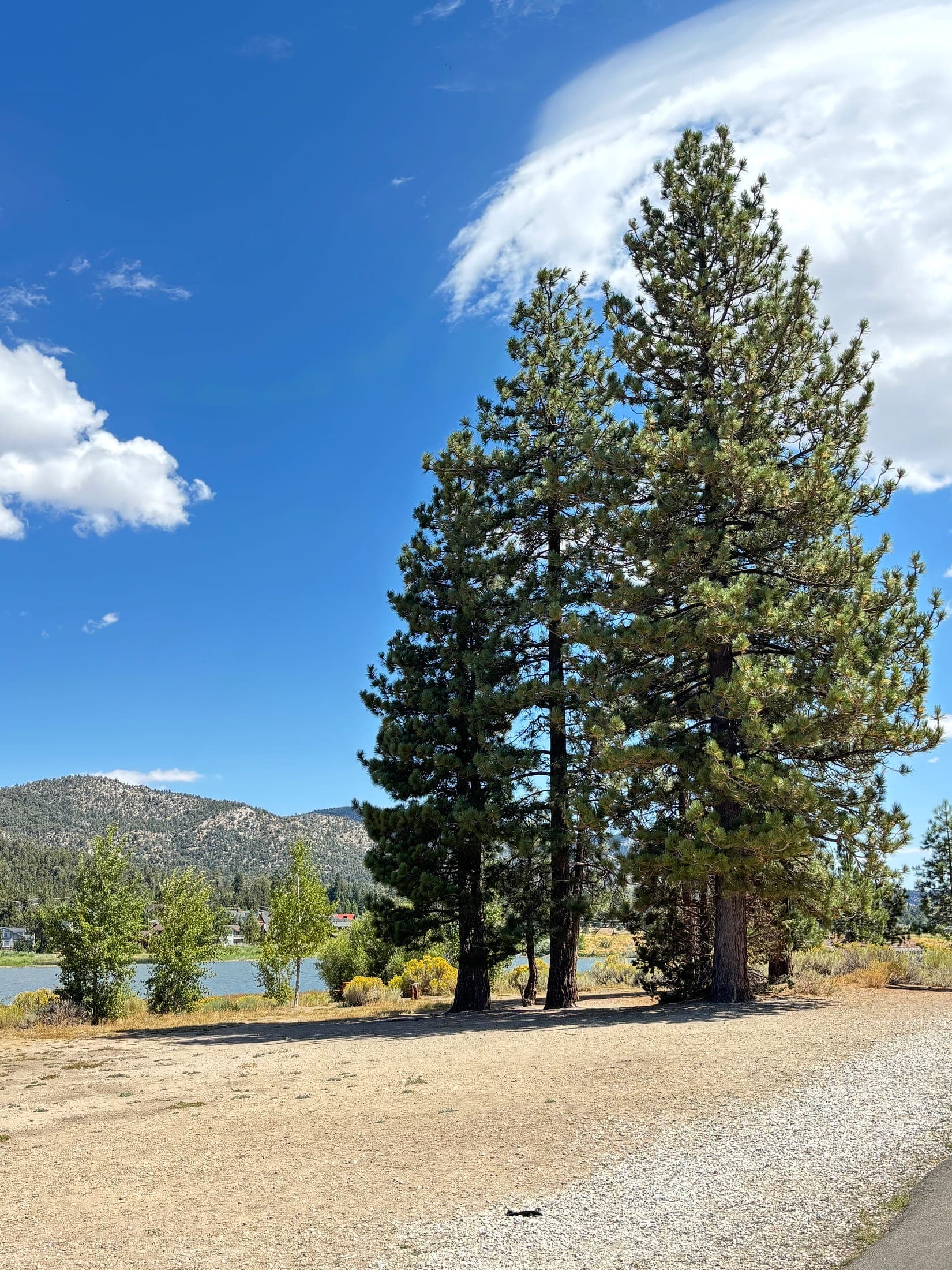 A tall pine beside Big Bear Lake