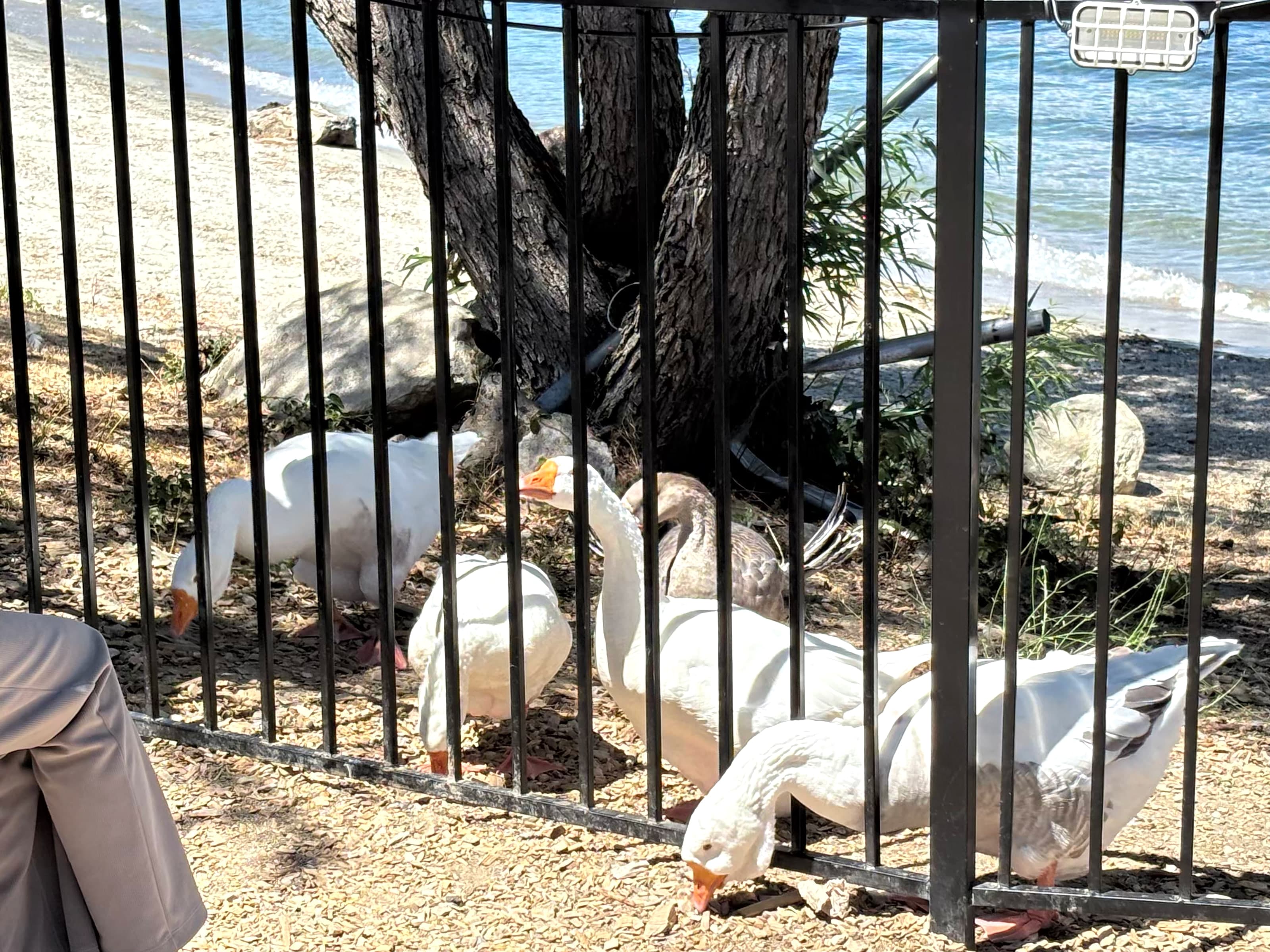 White geese on the Lake Arrowhead Village shoreline behind a black fence