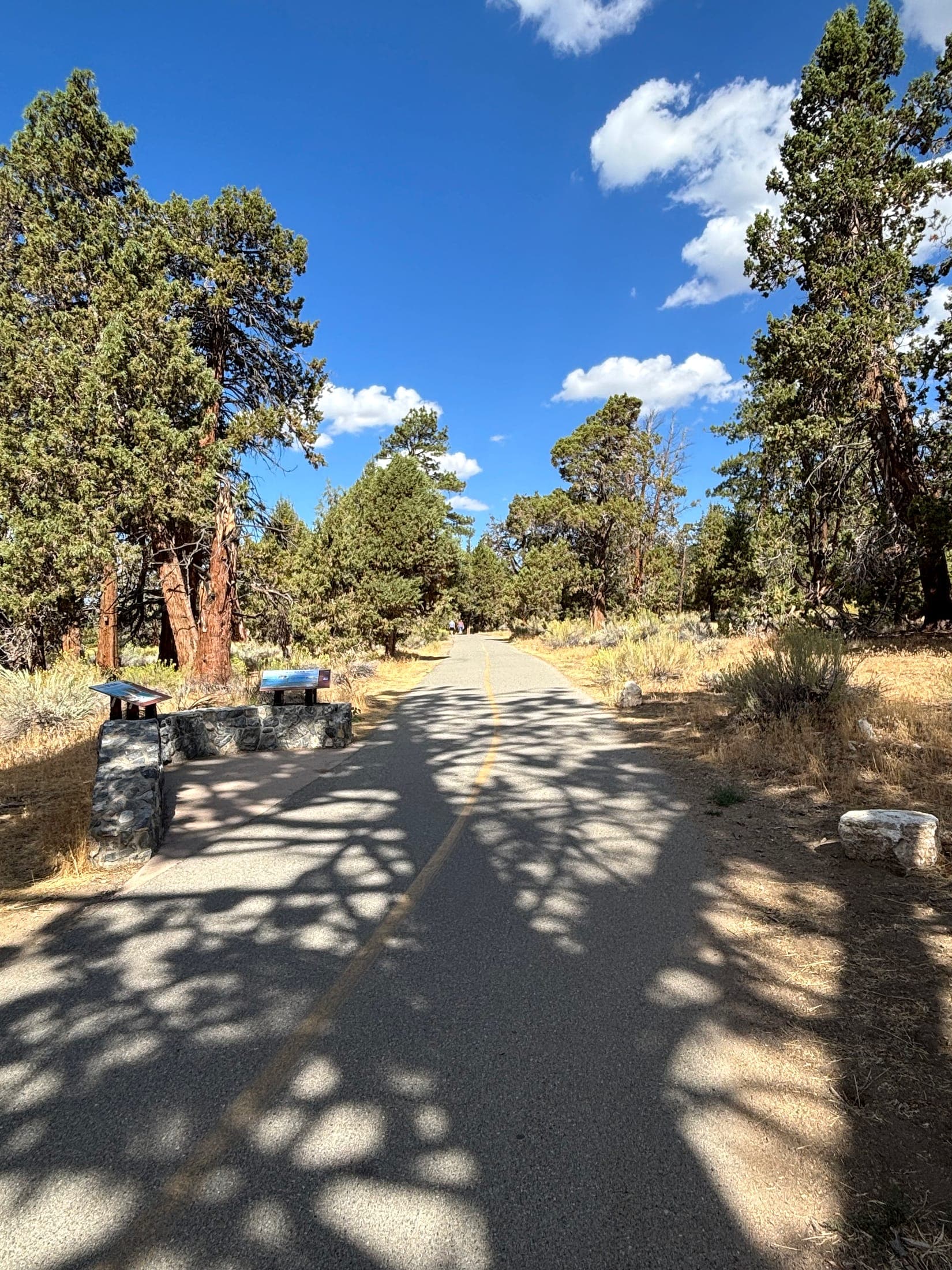 Paved trail through pines and dry mountain grass in the Big Bear area