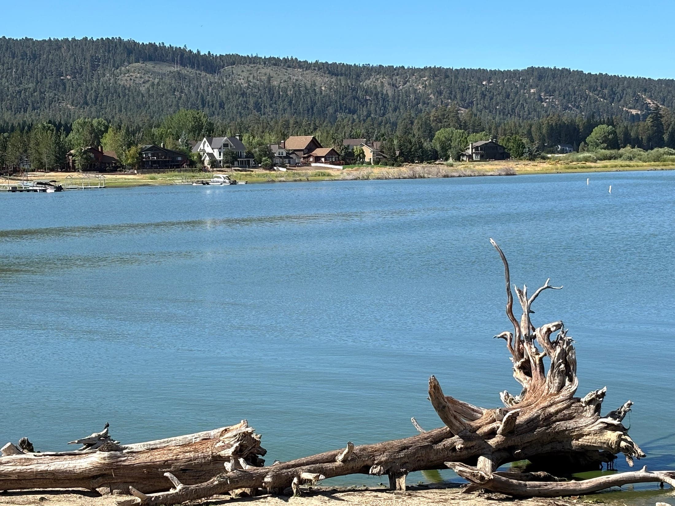 Driftwood on the shore of Big Bear Lake with lakeside mountain homes across the water