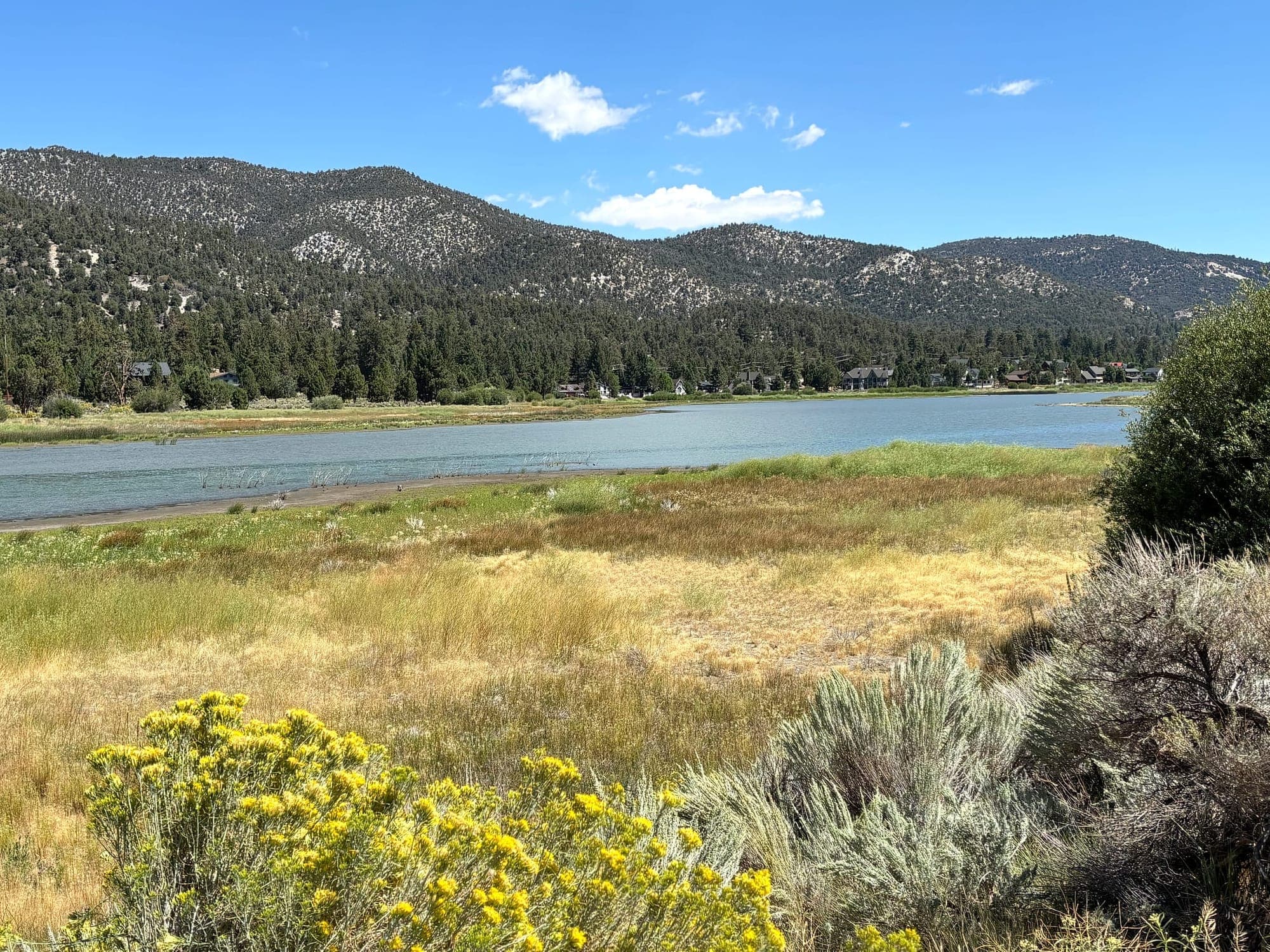 Wildflowers along Big Bear Lake