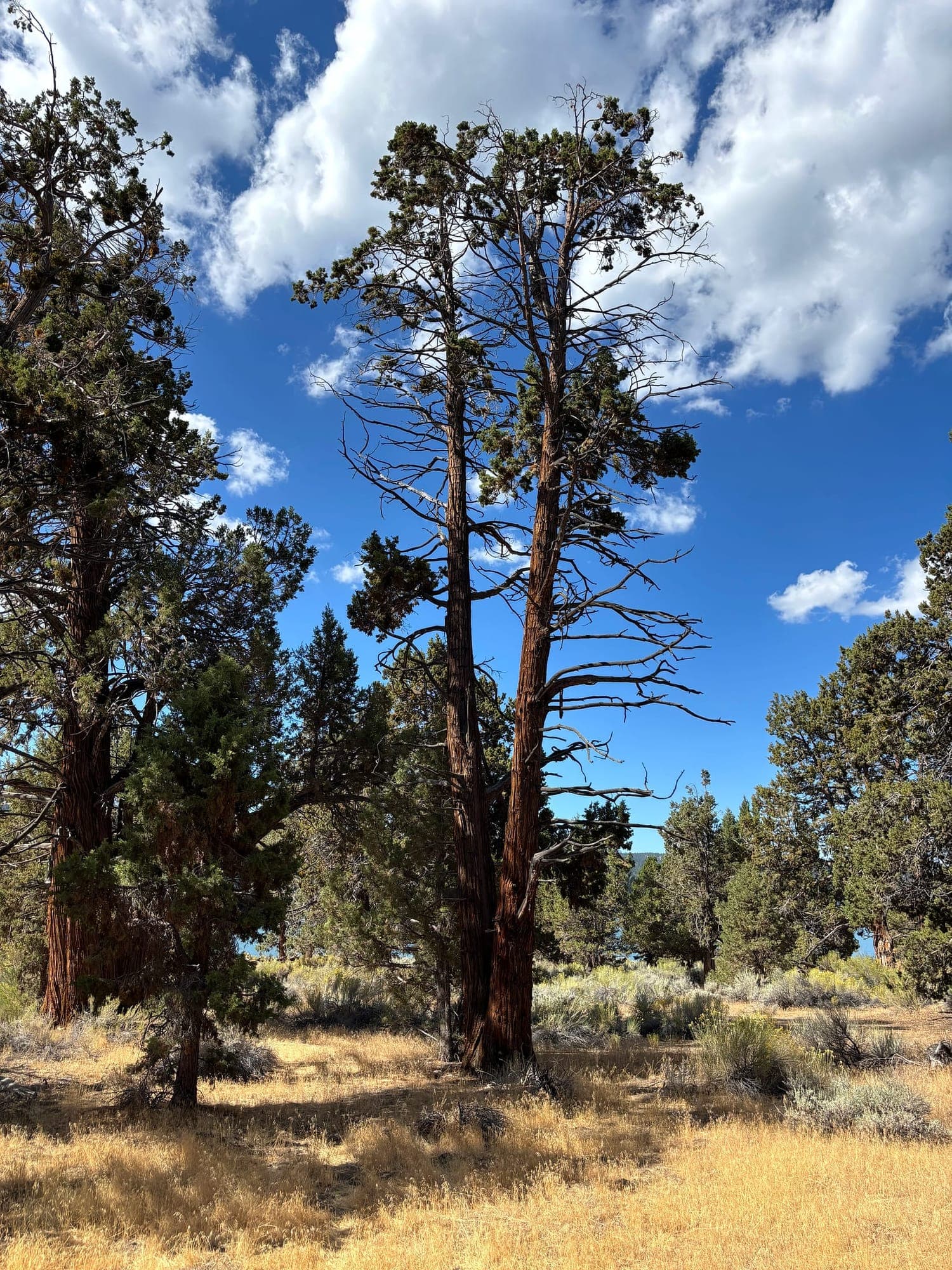 Junipers and golden grass in Big Bear Valley
