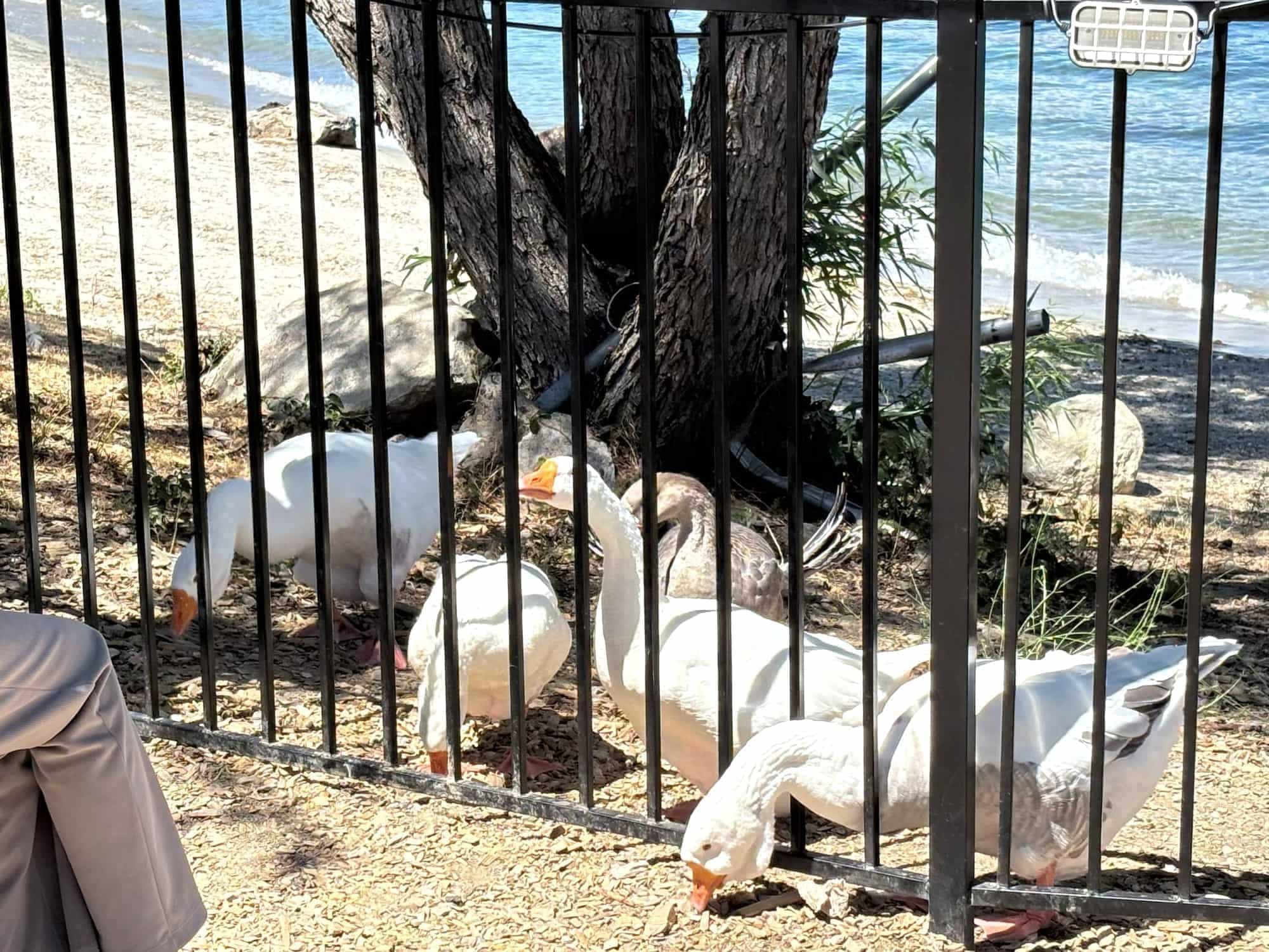 White geese on the Lake Arrowhead Village shoreline behind a black fence